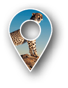 Cheetahs, Acinonyx jubatus, using termite mound and branch as a vantage point. Endangered species. Dist. Africa & Middle East. Panoramic. (Digital Composite)