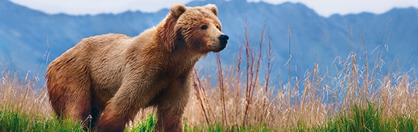 Brown bear in                                                        Juneau, Alaska