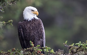 Eagle in                                                        Inian Islands,                                                        Alaska
