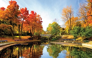 Fall trees in                                                        Québec, Canada